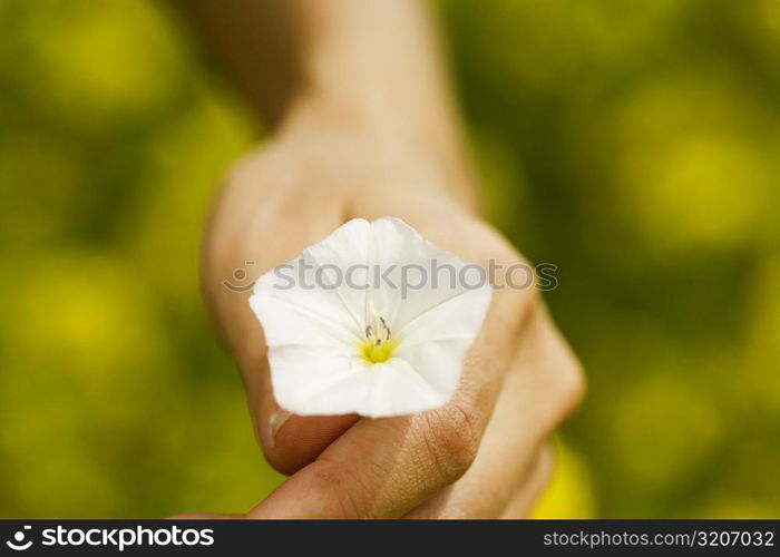 Close-up of a person&acute;s hand holding a flower