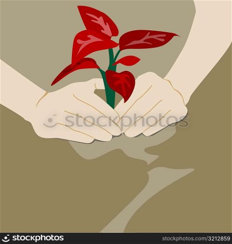 Close-up of a person&acute;s hand planting a sapling