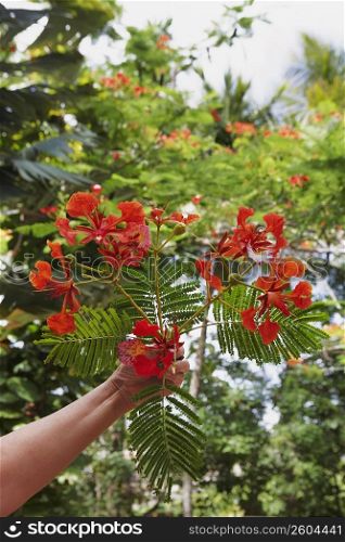 Close-up of a person&acute;s hand plucking flowers of a Flame Tree (Delonix regia)
