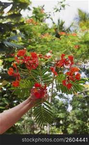 Close-up of a person&acute;s hand plucking flowers of a Flame Tree (Delonix regia)