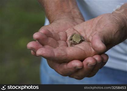 Close-up of a person holding a frog