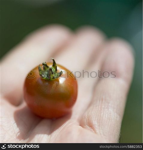 Close-up of a person&rsquo;s hand holding cherry tomato, Lake Of The Woods, Ontario, Canada