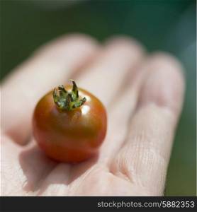Close-up of a person&rsquo;s hand holding cherry tomato, Lake Of The Woods, Ontario, Canada