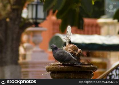 Close-up of a pigeon on a fountain, Mexico