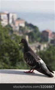 Close-up of a pigeon, Vietri sul Mare, Costiera Amalfitana, Salerno, Campania, Italy