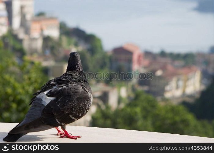 Close-up of a pigeon, Vietri sul Mare, Costiera Amalfitana, Salerno, Campania, Italy