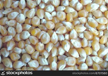 Close-up of a pile of corn kernels