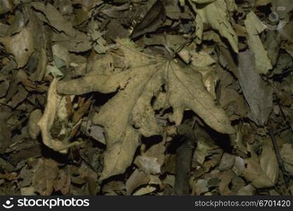 Close-up of a pile of dry leaves