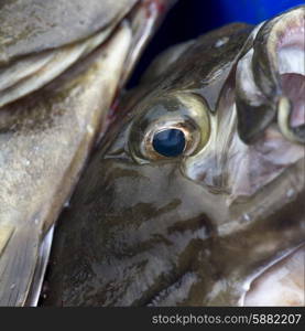 Close up of a pile of fish, Skeena-Queen Charlotte Regional District, Haida Gwaii, Graham Island, British Columbia, Canada