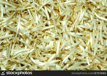 Close-up of a pile of fresh bean sprouts
