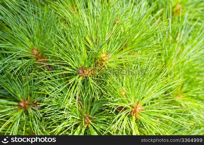 Close-up of a pine tree.