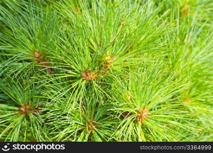 Close-up of a pine tree.