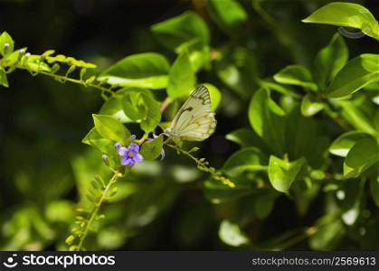 Close-up of a Pine White butterfly (Neophasia Menapia) on a plant