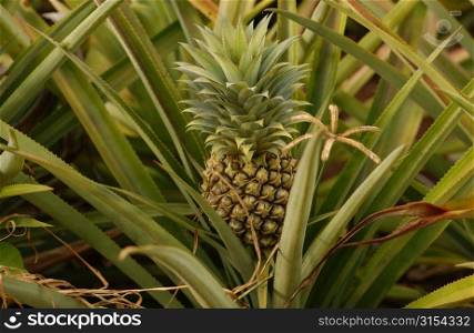 Close-up of a pineapple bush, Moorea, Tahiti, French Polynesia, South Pacific