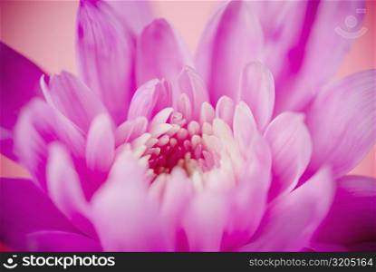 Close-up of a pink flower