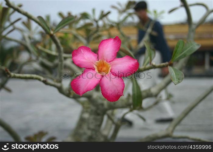 Close-up of a pink flower, Ho Chi Minh City, Vietnam