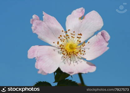 Close-up of a pink flowering wild dog rose Nahaufnahme einer rosa bluhenden Wilden Heckenrosee
