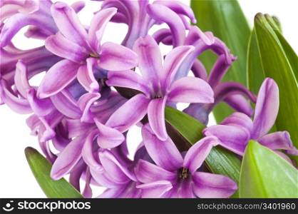 Close-up Of A Pink Hyacinth Plant and Flowers