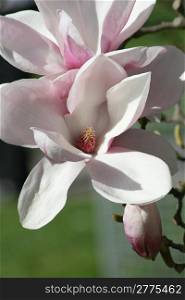 Close-up of a pink magnolia blossom