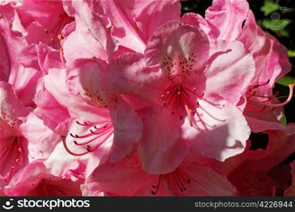 Close up of a pink rhododendron flower