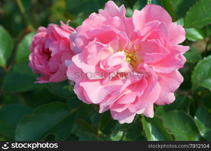 Close-up of a pink rose blossom