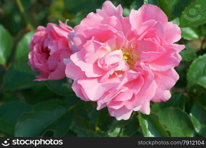 Close-up of a pink rose blossom