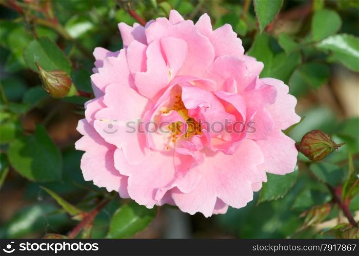 Close-up of a pink rose blossom