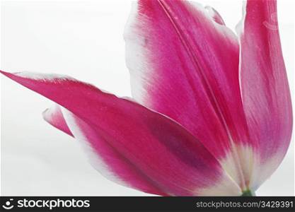 Close up of a pink tulip in full bloom