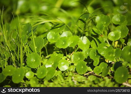 Close-up of a plant