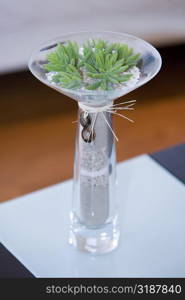 Close-up of a plant in a glass vase