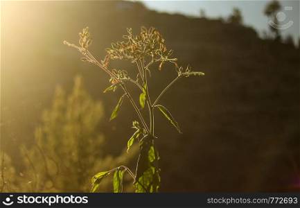 Close up of a plant shining in bright sunlight from the side, with haze all around it, against the the background of a mountain with green trees, giving the scene a vintage tone.