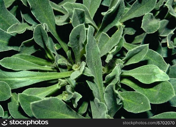 Close-up of a plant with thick green leaves