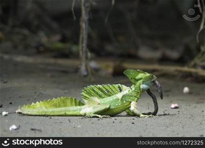 Close up of a plumed basilisk eating an earthworm in Costa Rica tropical forest.. Basiliscus plumifrons, Plumed basilisk, Basilique a plumes