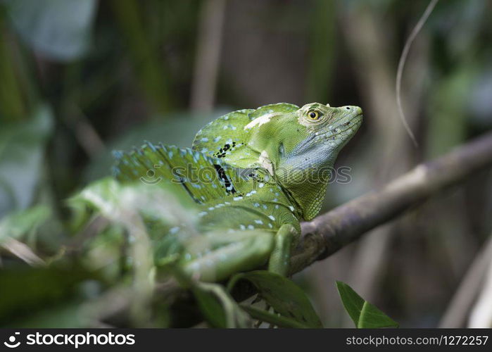 Close up of a plumed basilisk in Costa Rica tropical forest.. Basiliscus plumifrons, Plumed basilisk, Basilique a plumes