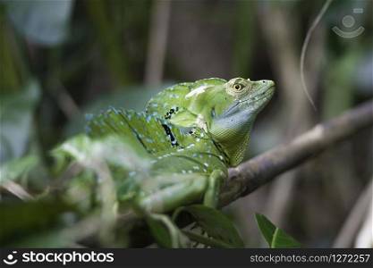 Close up of a plumed basilisk in Costa Rica tropical forest.. Basiliscus plumifrons, Plumed basilisk, Basilique a plumes