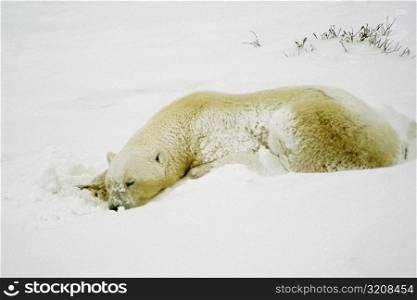 Close-up of a Polar bear (Ursus Maritimus) sleeping