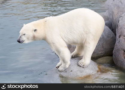 Close-up of a polarbear (icebear) in captivity