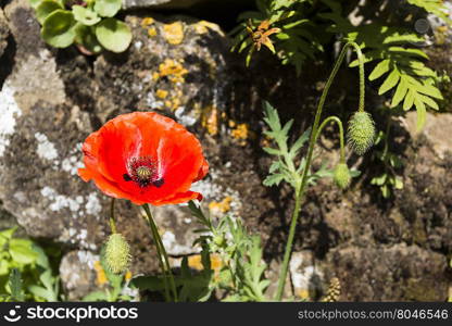 Close-up of a poppy with stone in the background