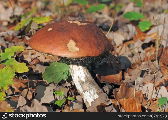 Close up of a porcini mushroom in a forest.