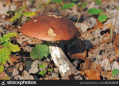 Close up of a porcini mushroom in a forest.