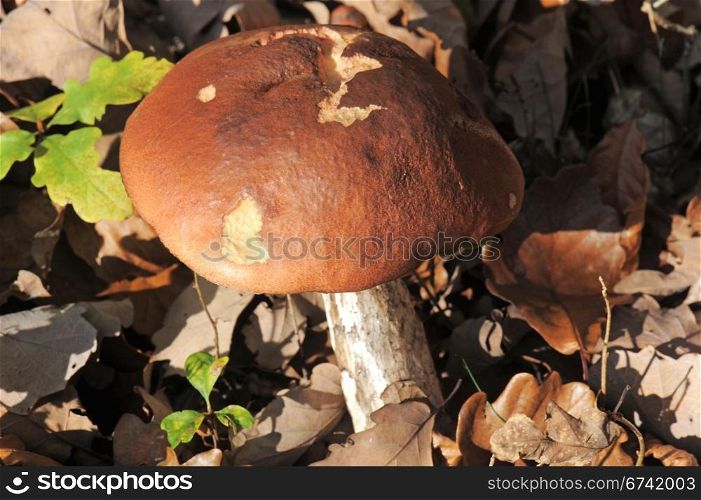 Close up of a porcini mushroom ina forest.