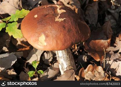 Close up of a porcini mushroom ina forest.
