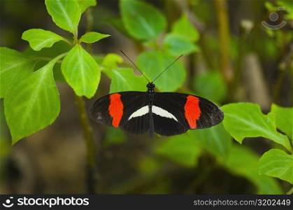 Close-up of a Postman butterfly (Heliconius melpomene) on a plant