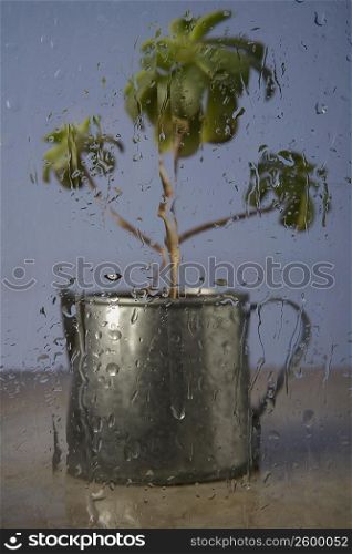Close-up of a potted plant