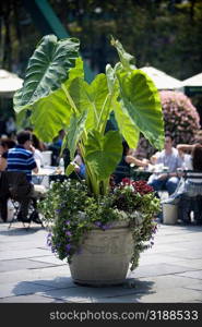 Close-up of a potted plant