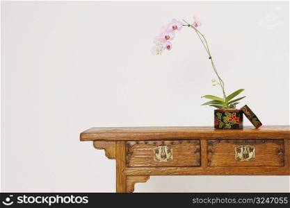 Close-up of a potted plant in a container on a wooden desk