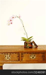 Close-up of a potted plant in a container on a wooden desk