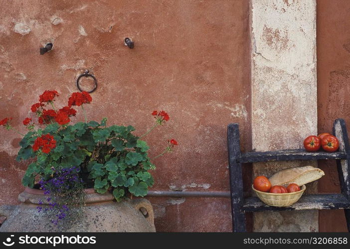 Close-up of a potted plant in front of a wall