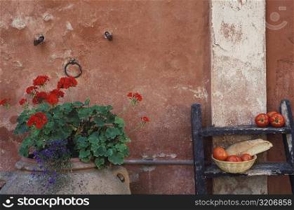 Close-up of a potted plant in front of a wall