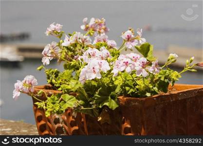 Close-up of a potted plant, Sorrento, Sorrentine Peninsula, Naples Province, Campania, Italy